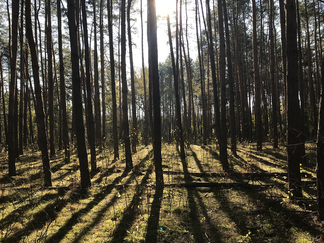 puszcza kampinoska, las, spacery, Winnica Brochów
